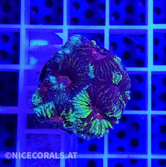 Favia Multicolor