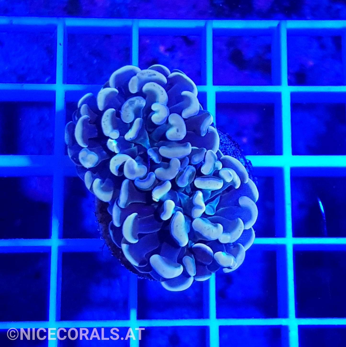 Euphyllia Paraancora Golden Nugget 2 Heads