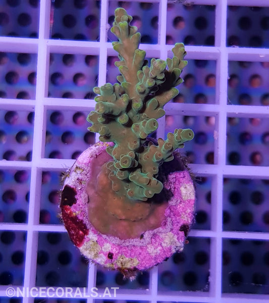 Acropora