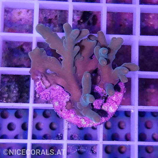 Acropora