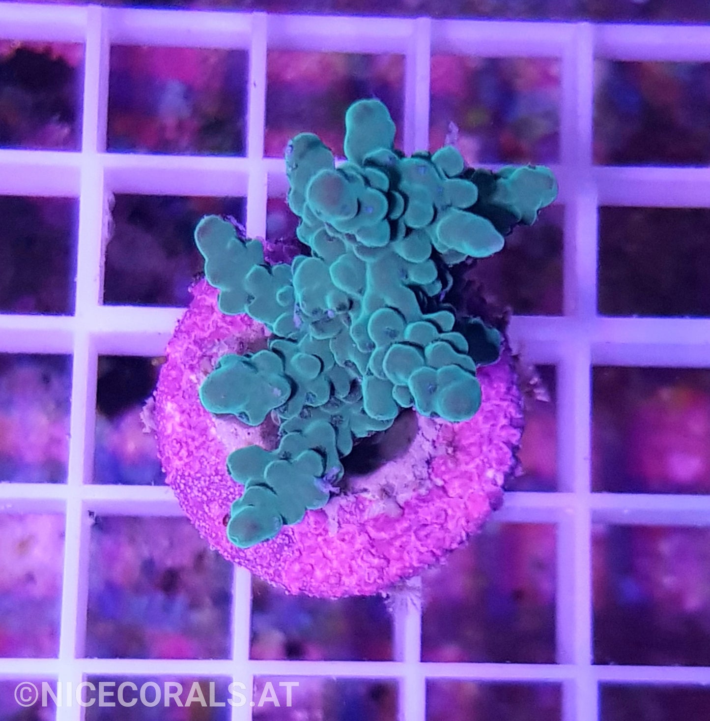 Acropora