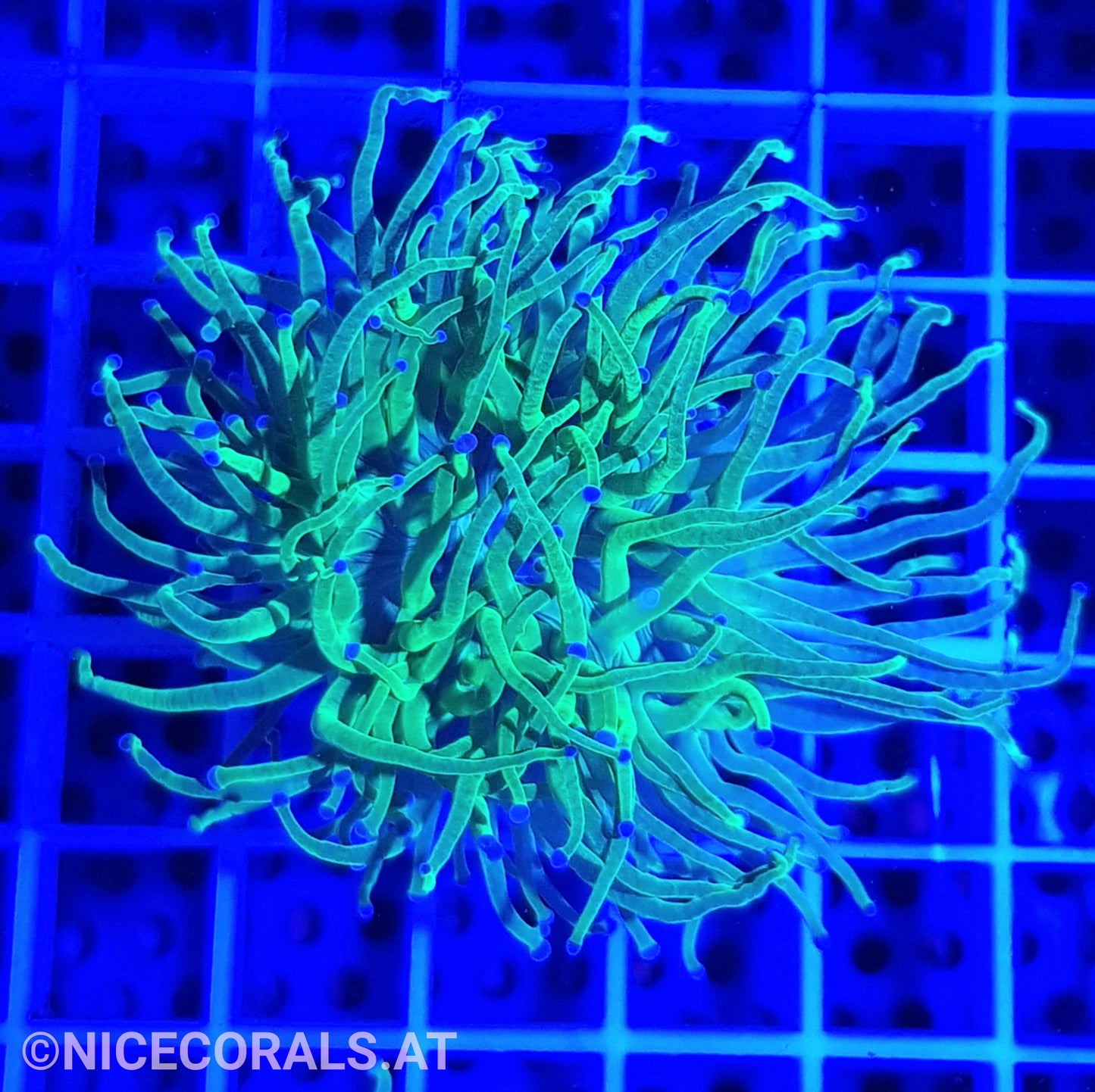 Euphyllia Torch Toxic Green