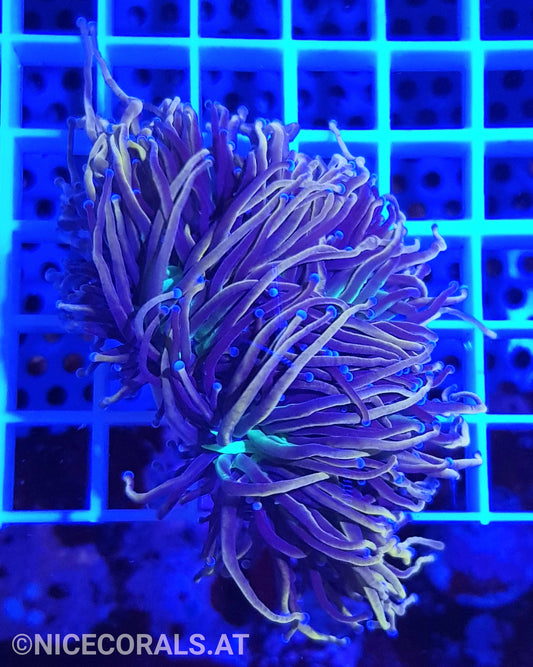 Euphyllia Indo Gold Torch 2 Heads