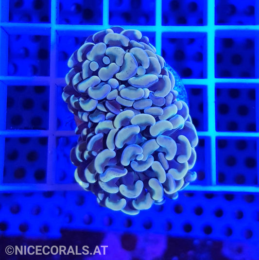 Euphyllia Paraancora Golden Nugget