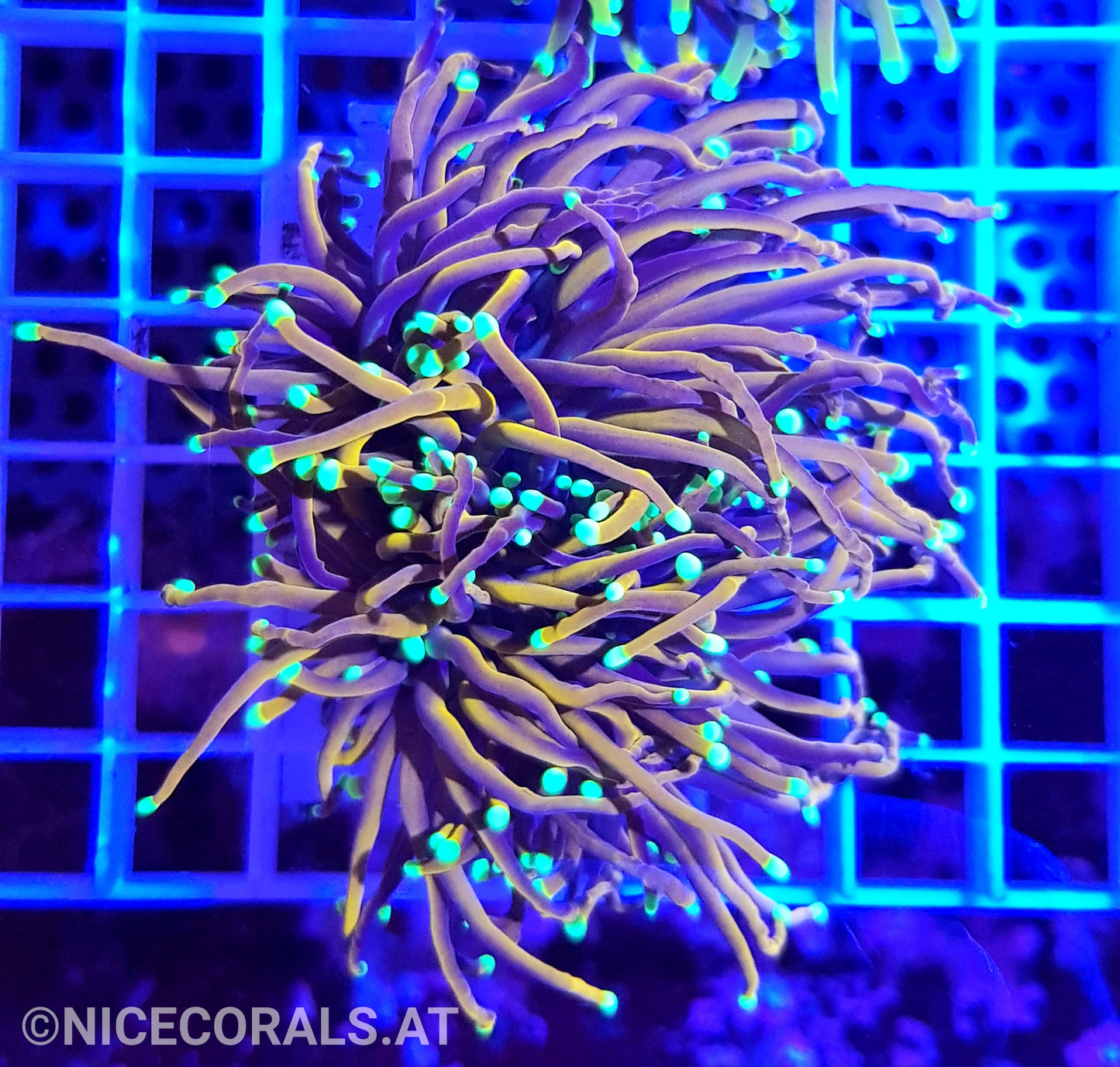 Euphyllia Indo Gold Torch 2 Heads