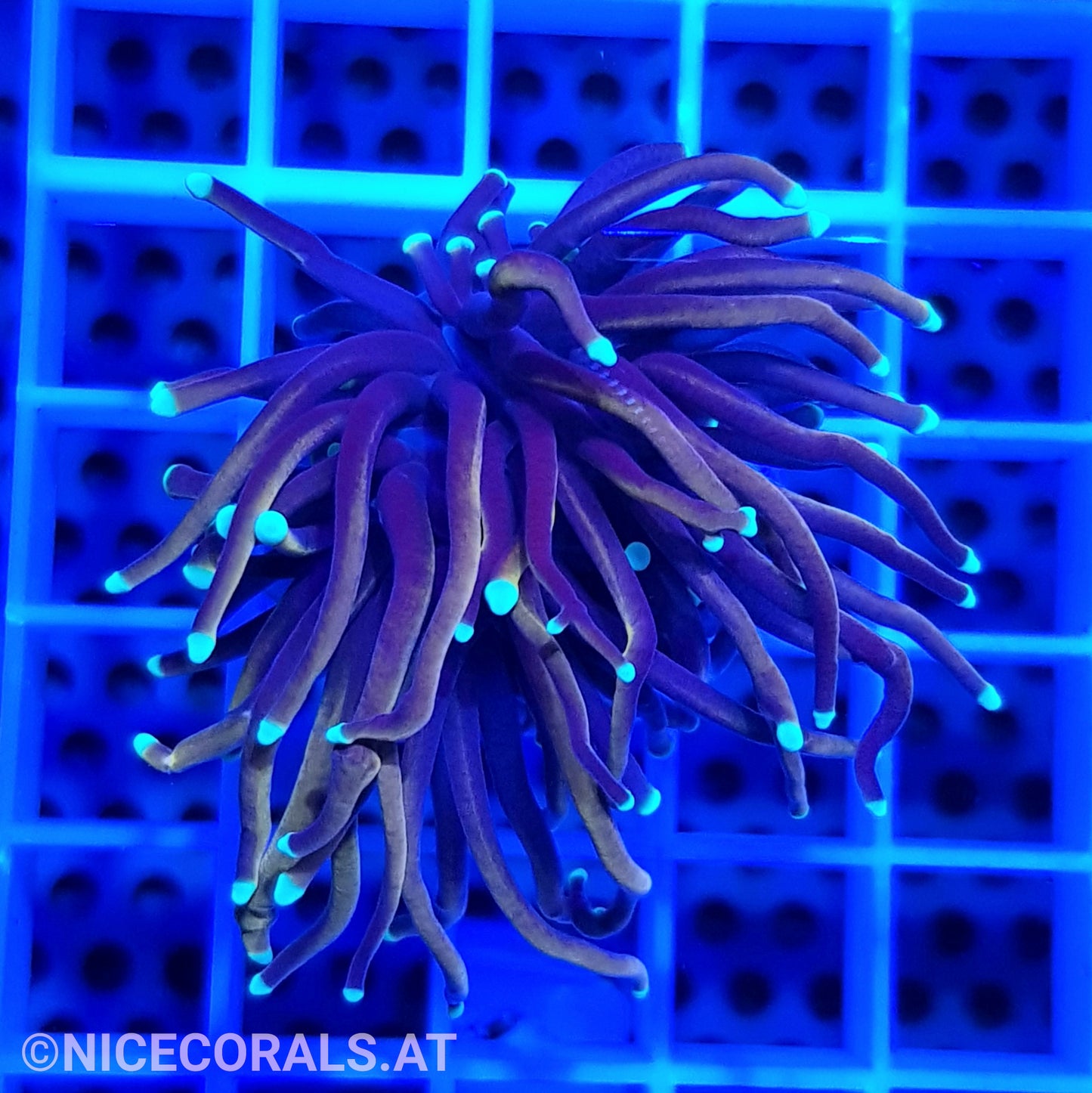 Euphyllia Indo Gold Torch 1 Head