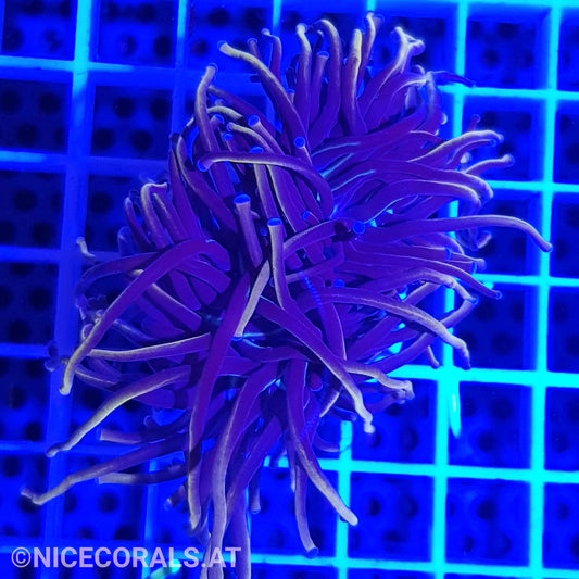 Euphyllia Indo Gold Torch 2 Heads