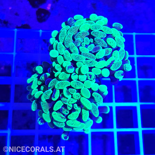 Euphyllia Paraancora 2 Heads