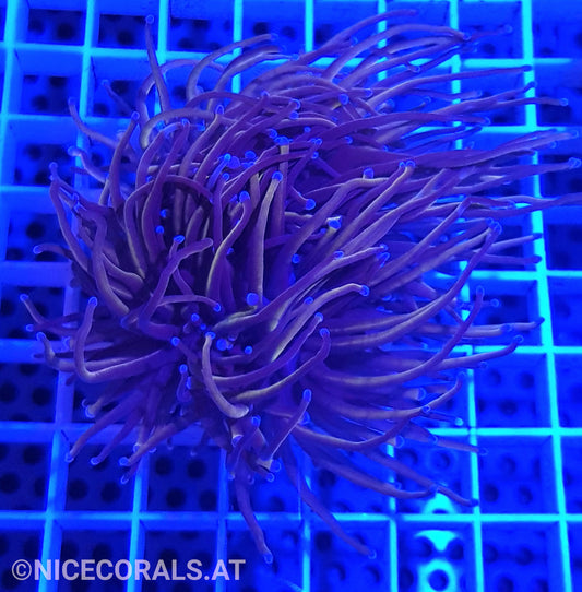 Euphyllia Indo Gold Torch 2 Big Heads