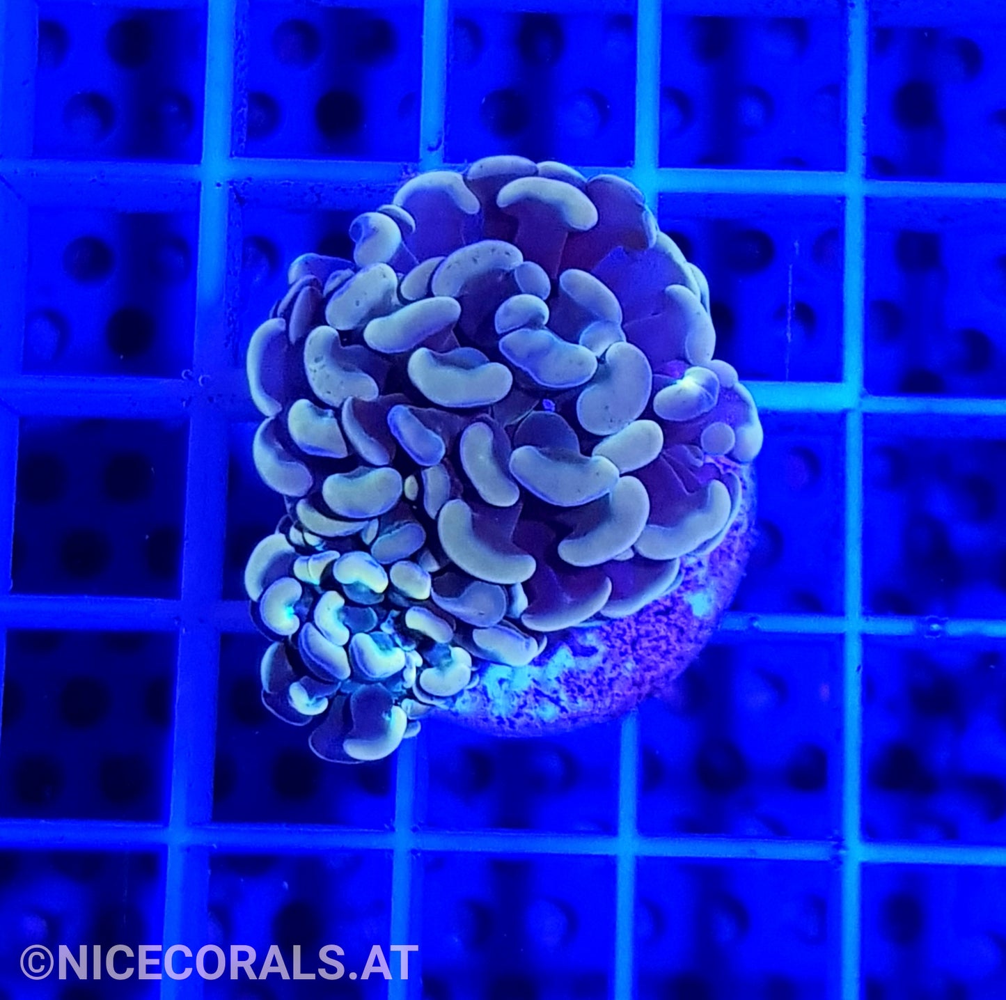 Euphyllia Paraancora Golden Nugget