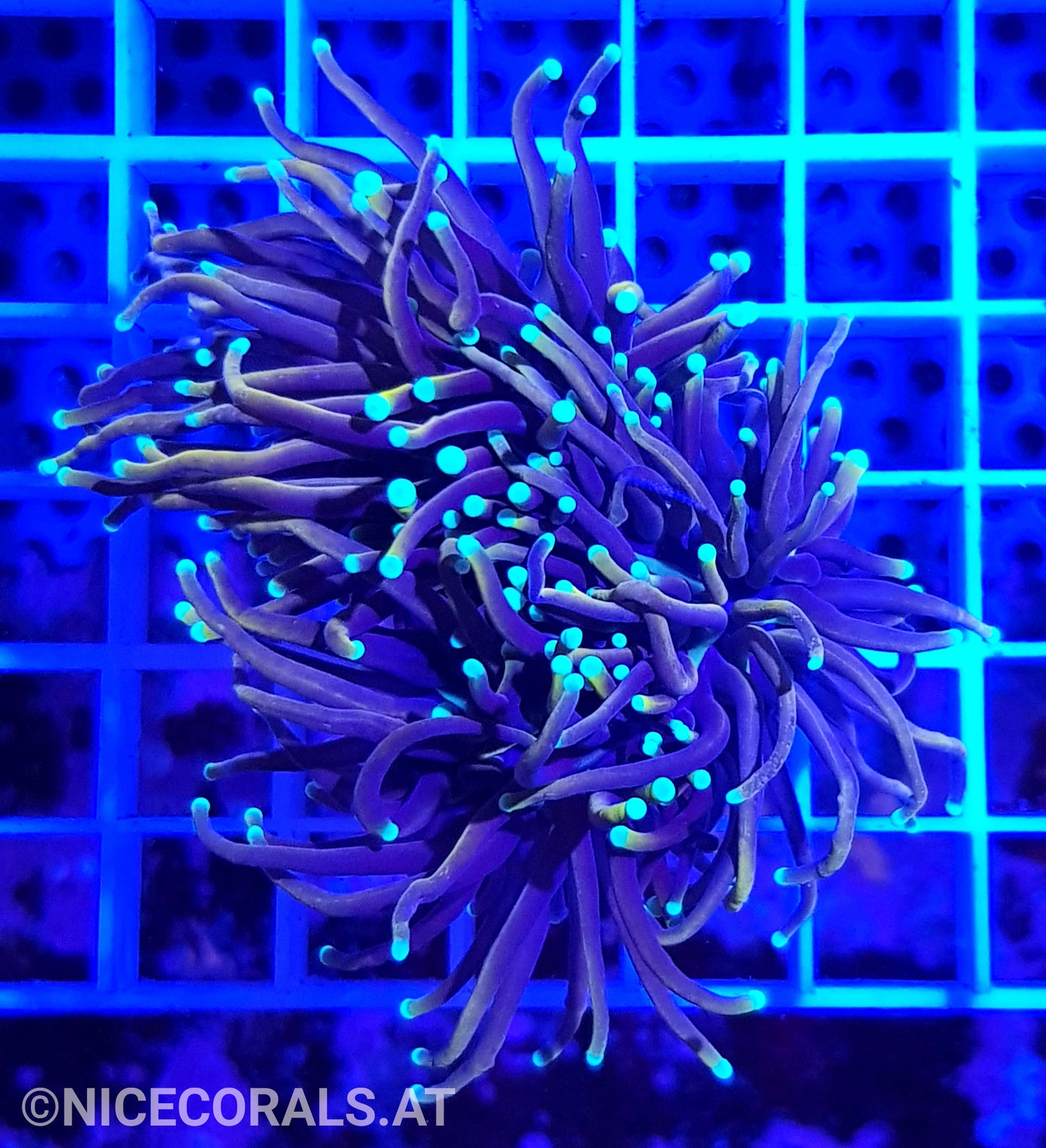 Euphyllia Indo Gold Torch 2 Heads