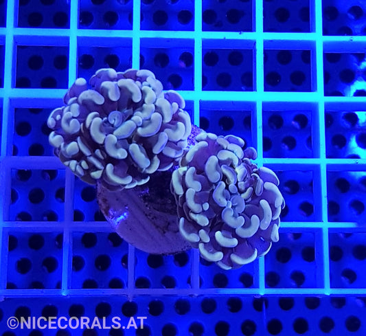 Euphyllia Paraancora Golden Nugget 2 Heads