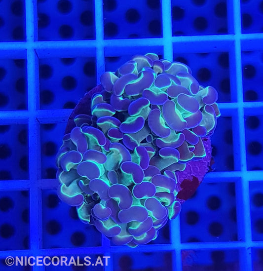 Euphyllia Paraancora Hologram