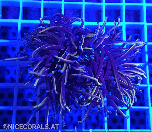 Euphyllia Indo Gold Torch 1.5 Heads