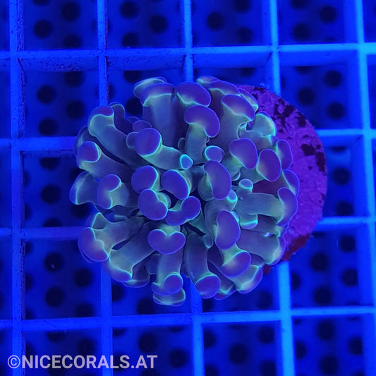 Euphyllia Paraancora Hologram