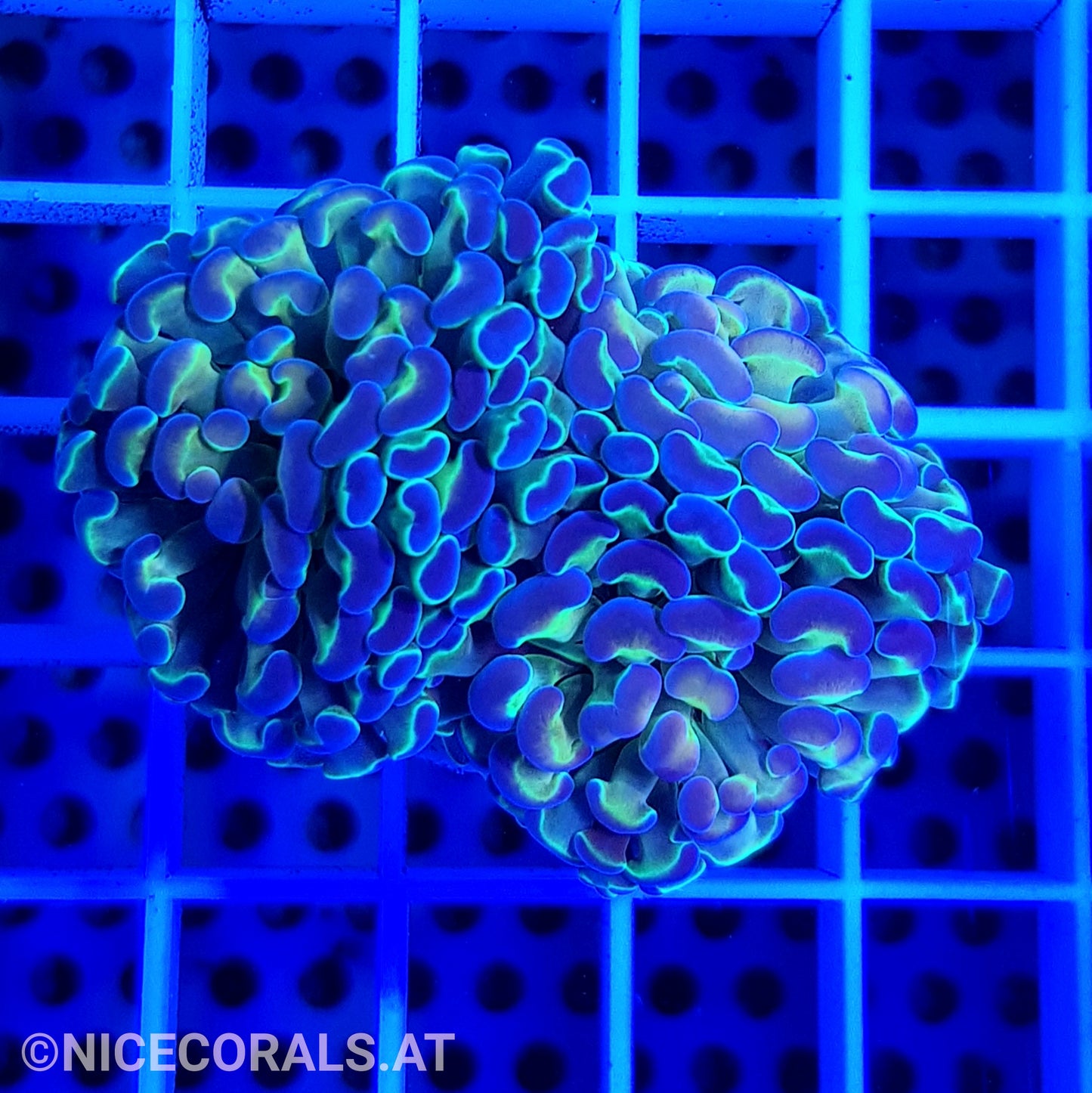 Euphyllia Paraancora Hologram Rainbow 2 Heads