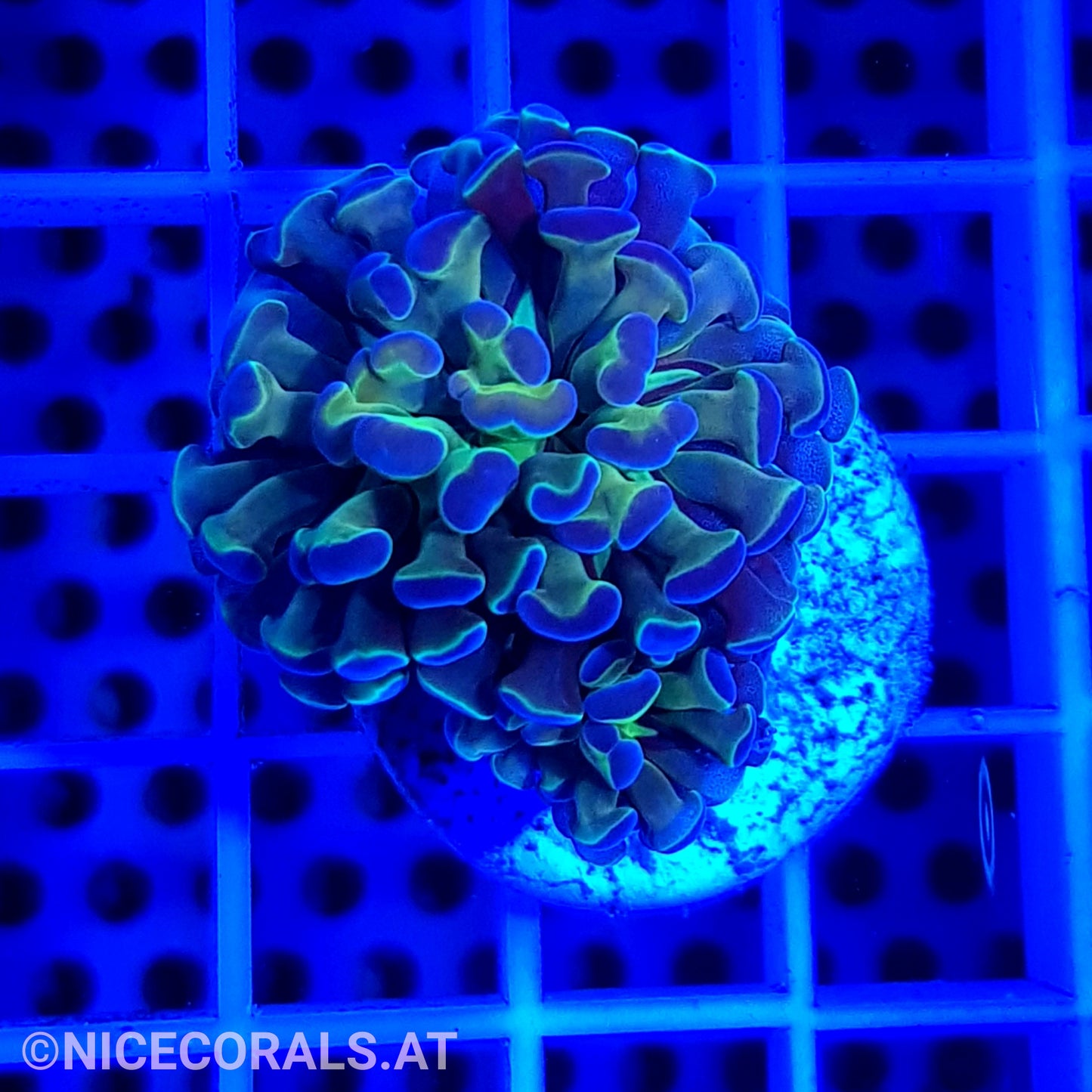 Euphyllia Paraancora Hologram Rainbow 1 Head