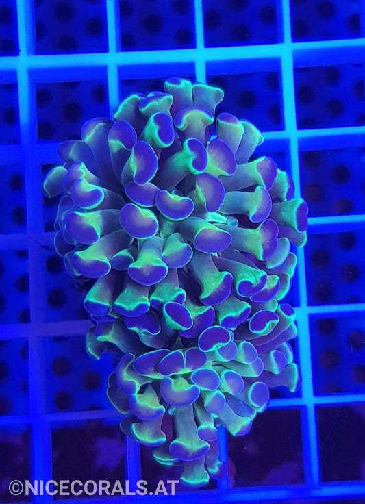 Euphyllia Paraancora Hologram