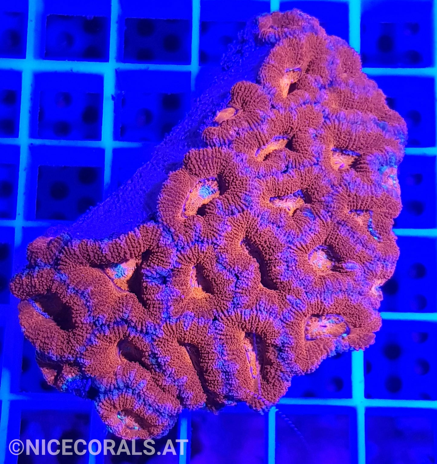 Acanthastrea Ultra