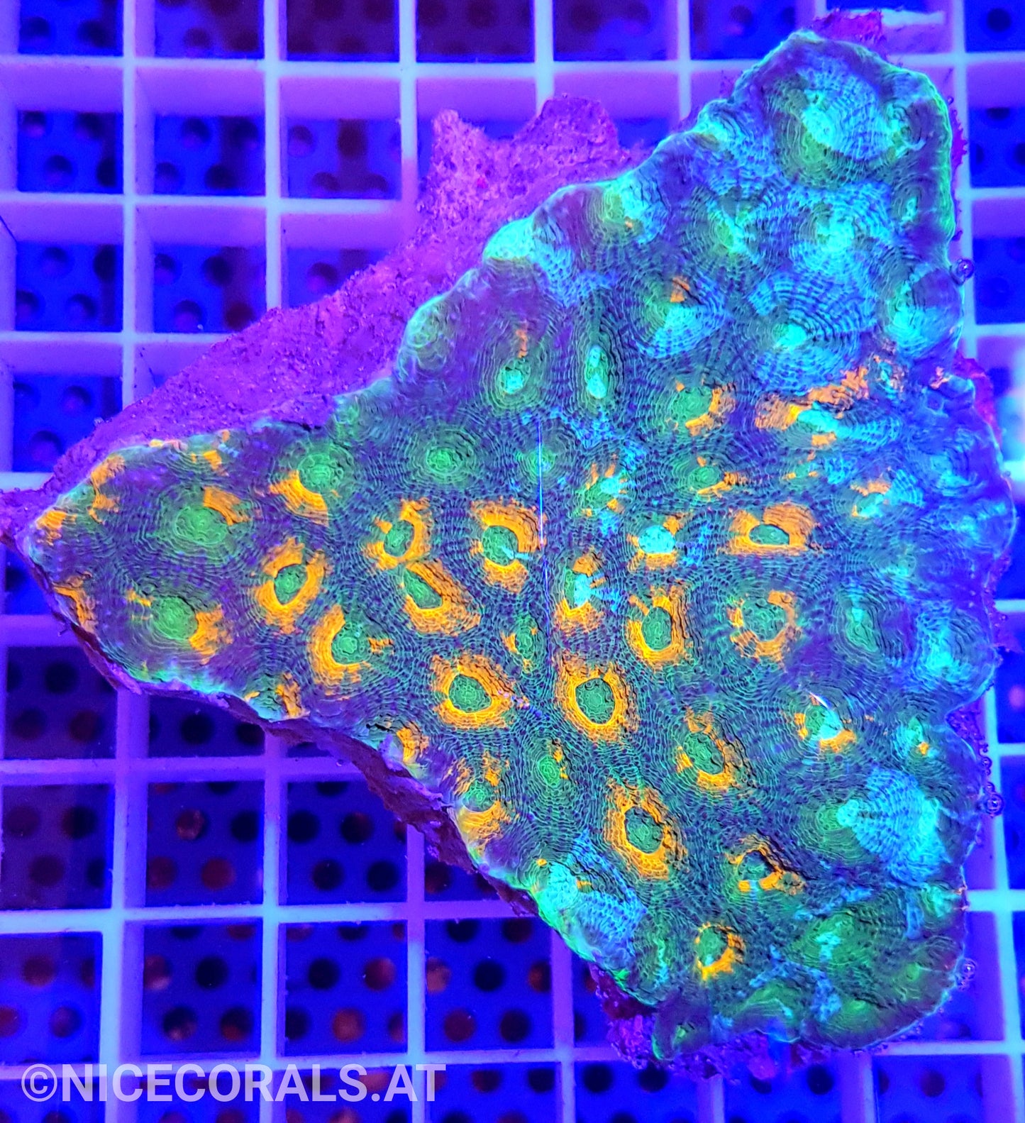 Acanthastrea echinata Ultra