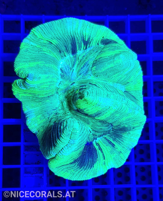 Trachyphyllia Metallic Green