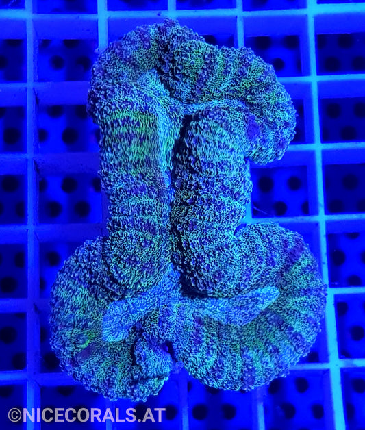 Lobophyllia