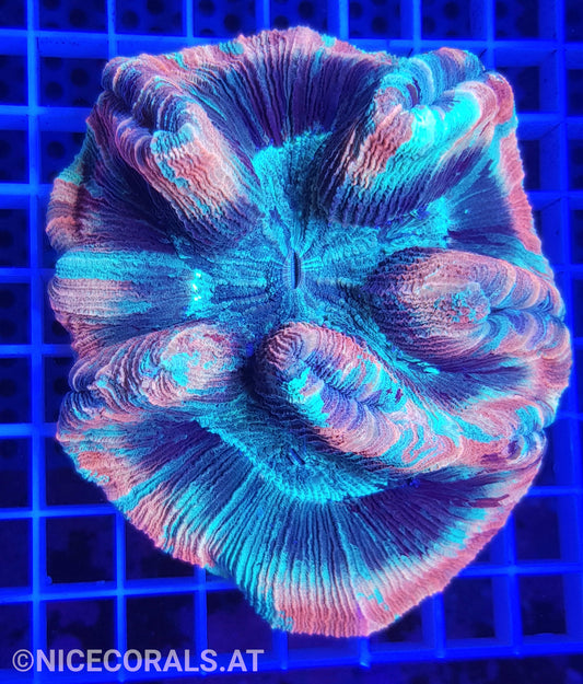 Trachyphyllia