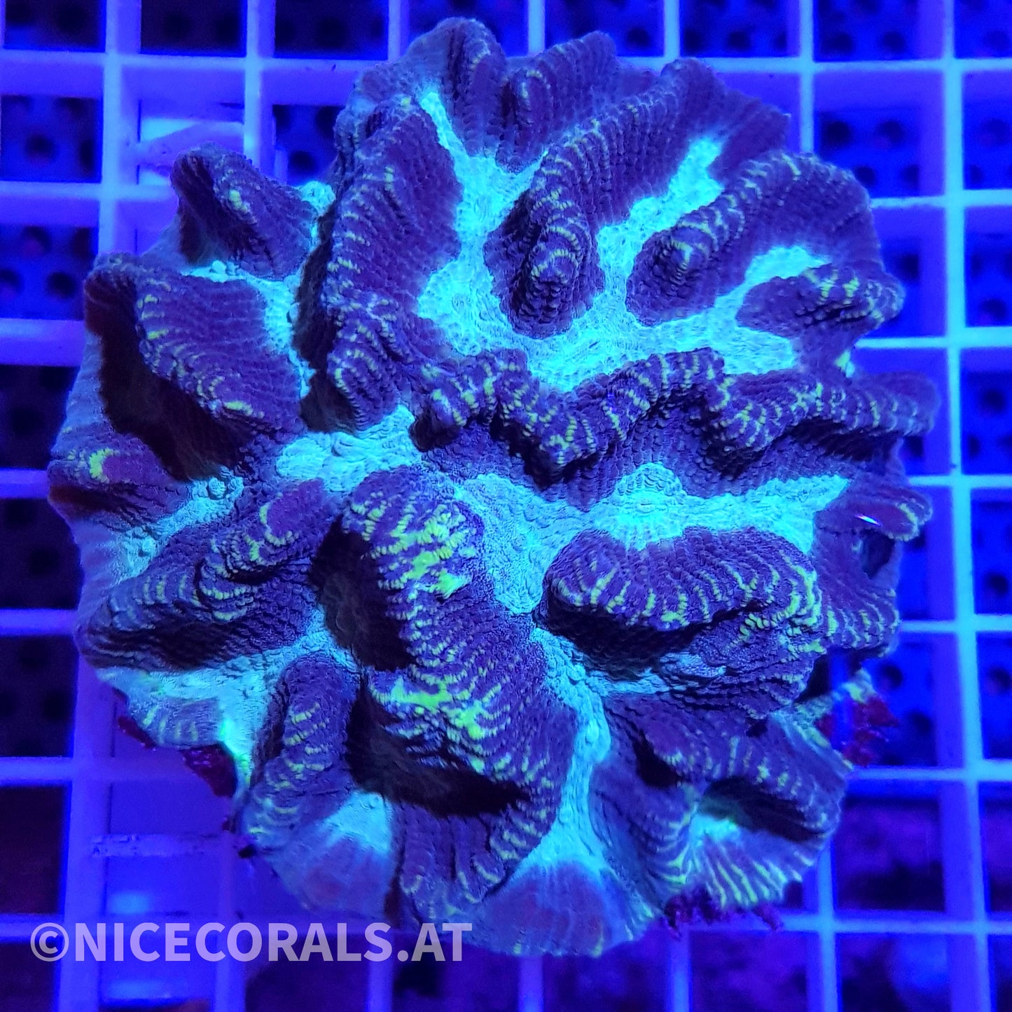 Oulophyllia