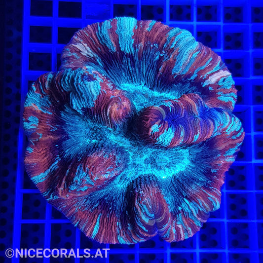 Trachyphyllia XL