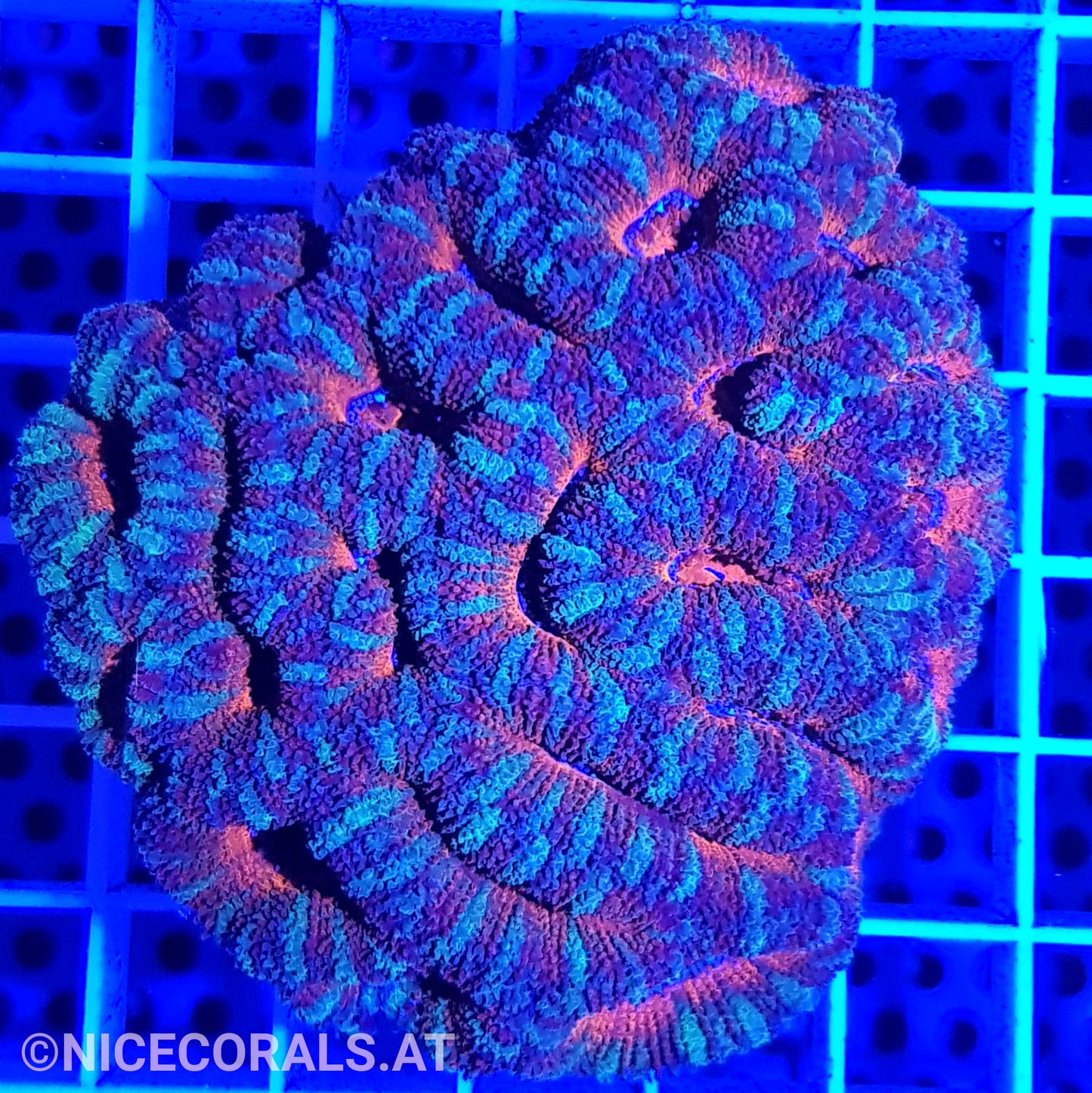 Acanthastrea