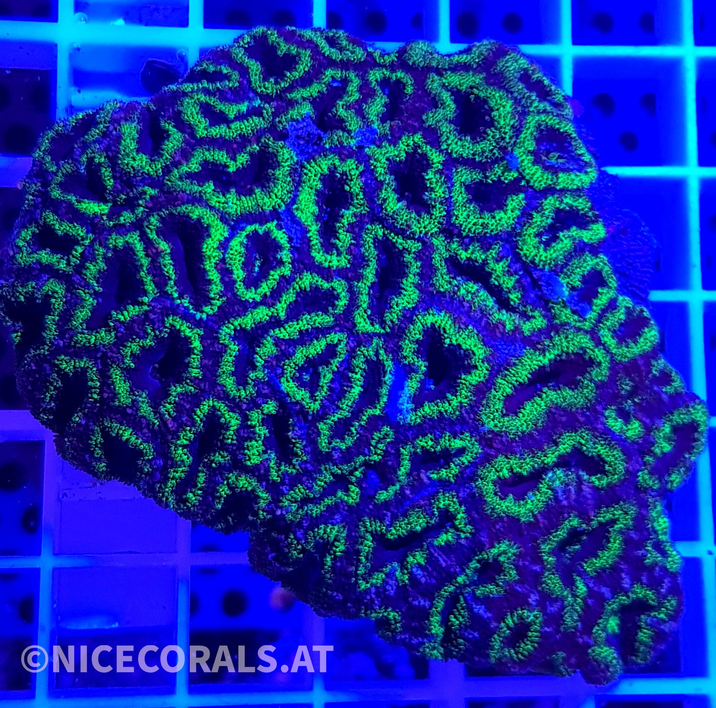 Acanthastrea