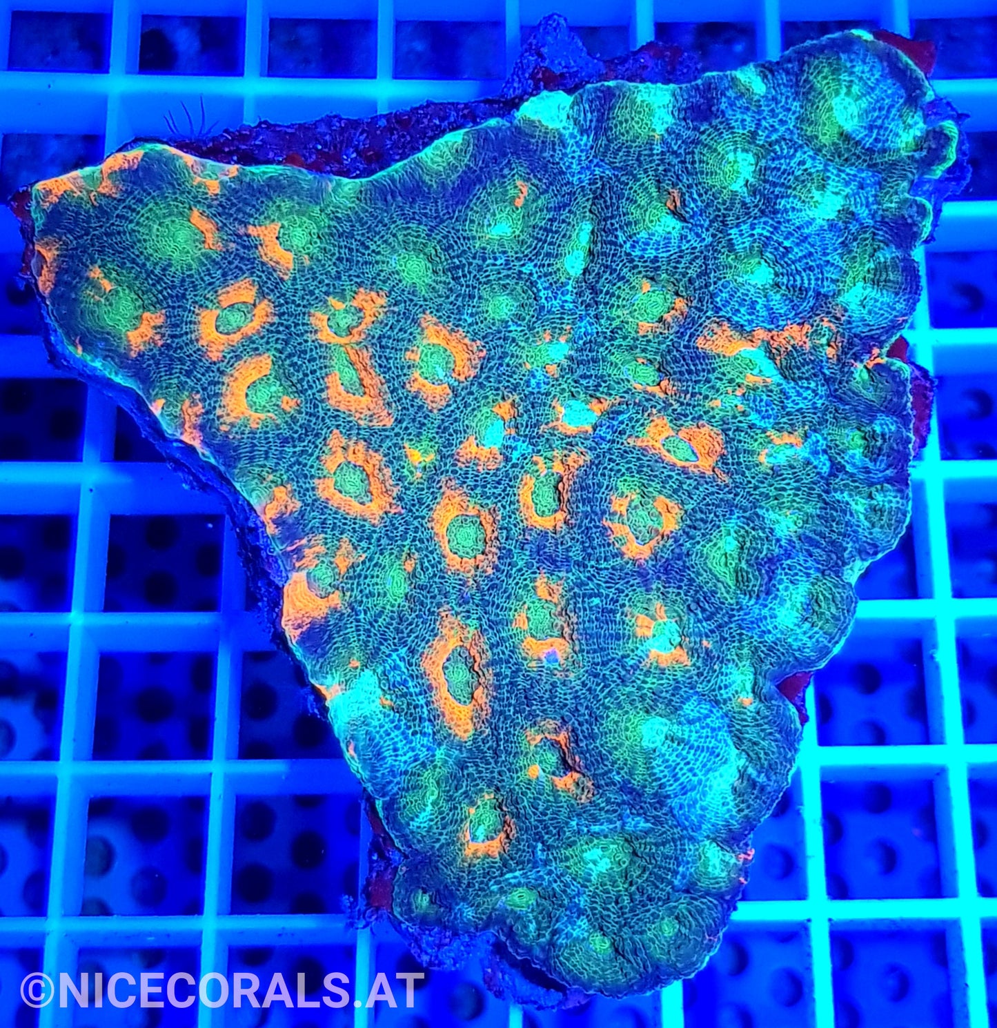 Acanthastrea echinata