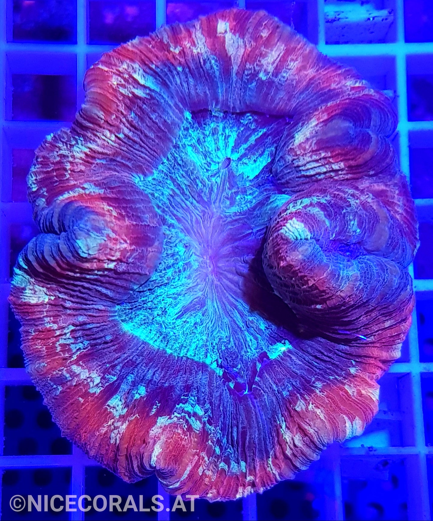 Trachyphyllia