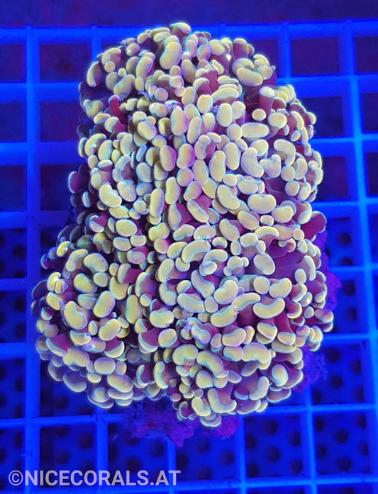 Euphyllia Paraancora 4-5 Heads