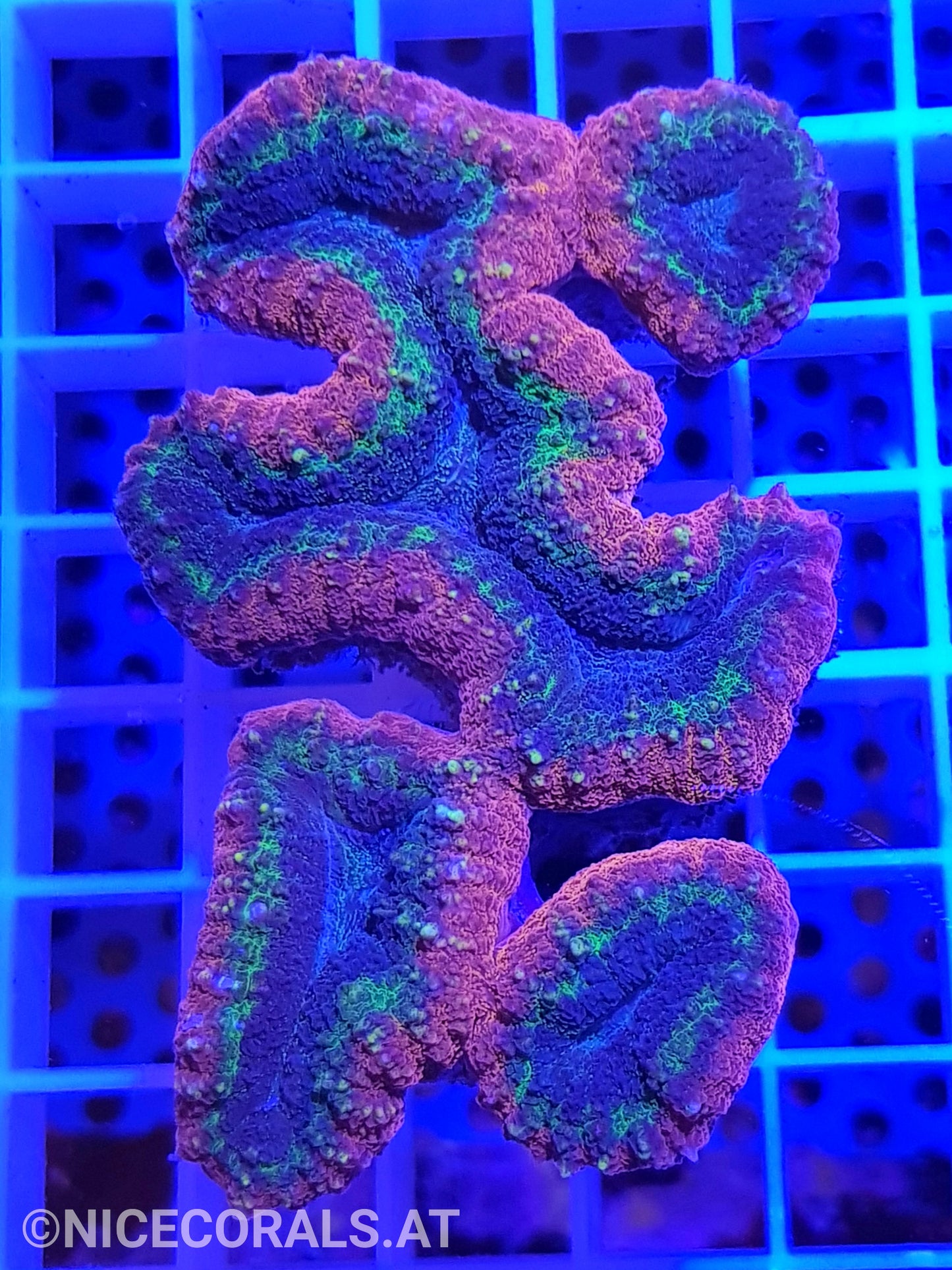 Lobophyllia Ultra