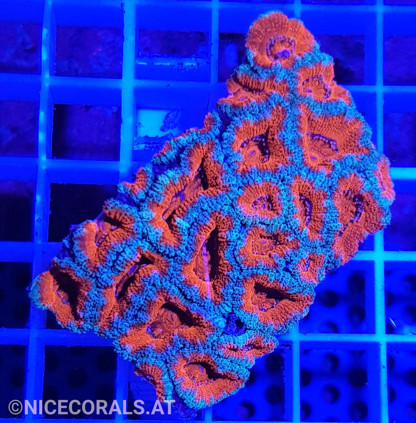 Acanthastrea