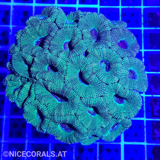 Acanthastrea