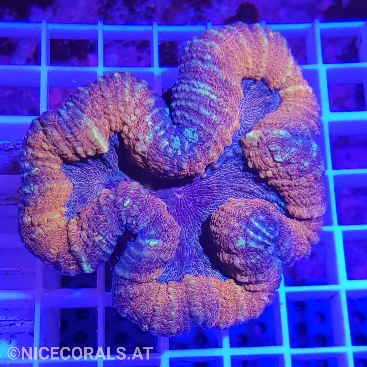 Lobophyllia