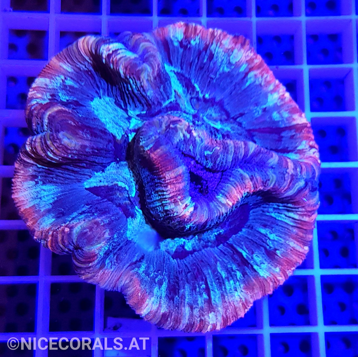 Trachyphyllia