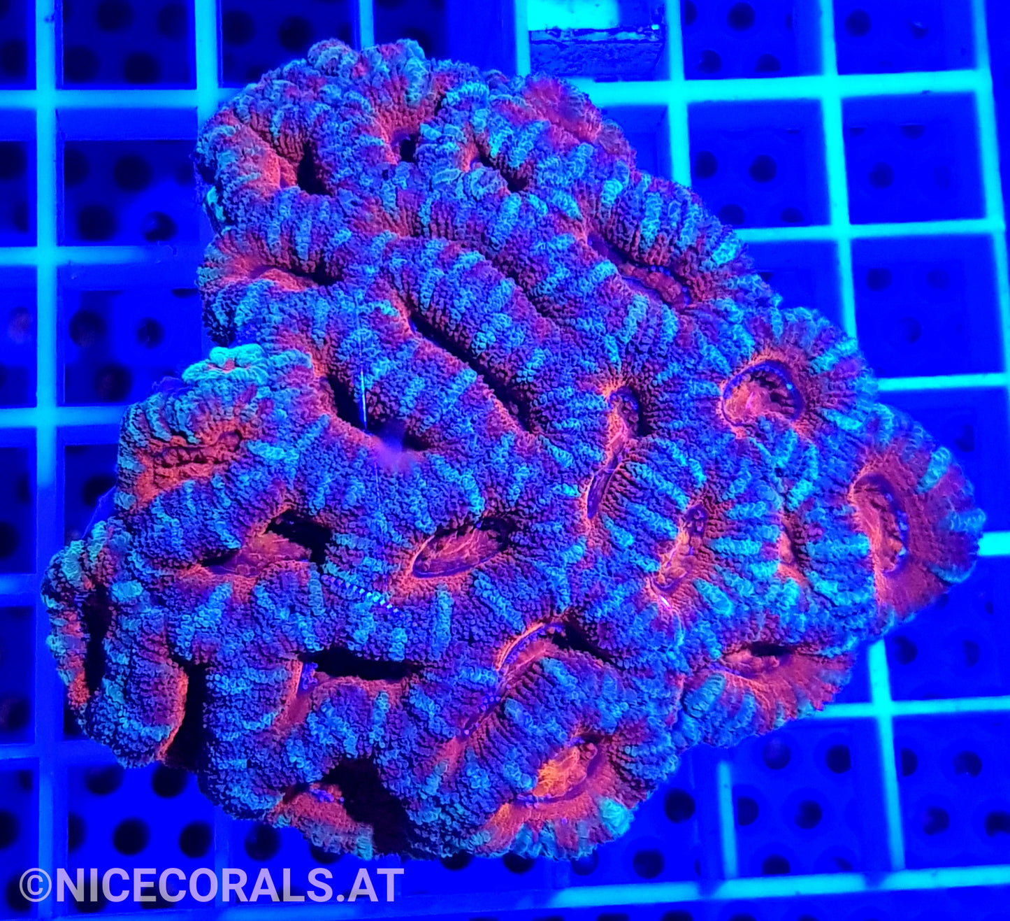 Acanthastrea