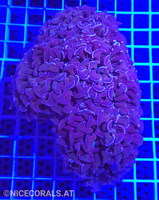 Euphyllia ancora