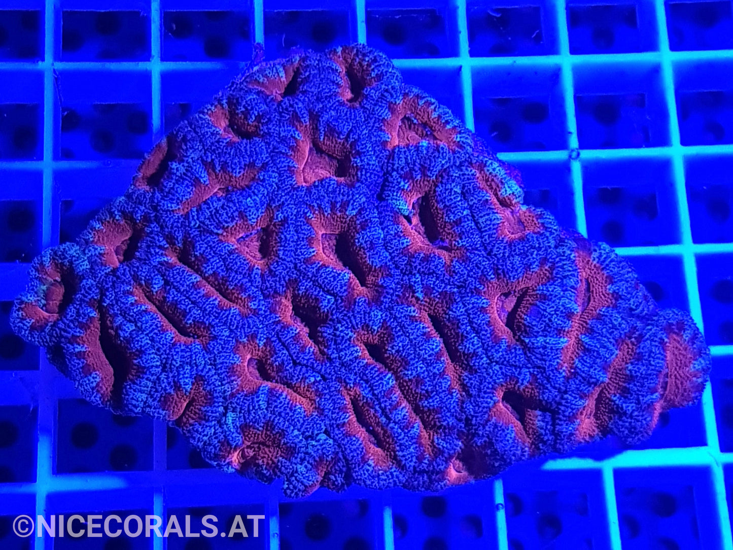 Acanthastrea Ultra