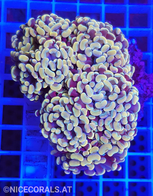 Euphyllia Paraancora 4-5 Heads