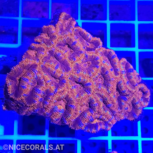 Acanthastrea Ultra