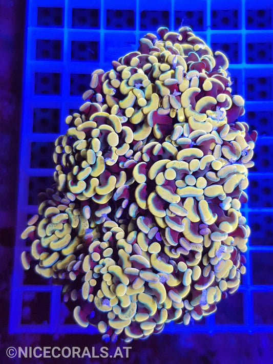 Euphyllia Paraancora 4-5 Heads