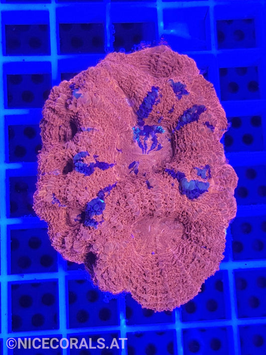 Acanthastrea Bowerbanki