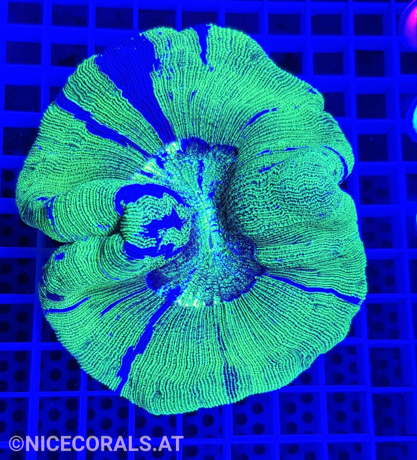 Trachyphyllia Metallic Green