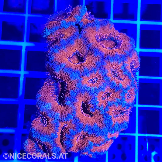 Acanthastrea