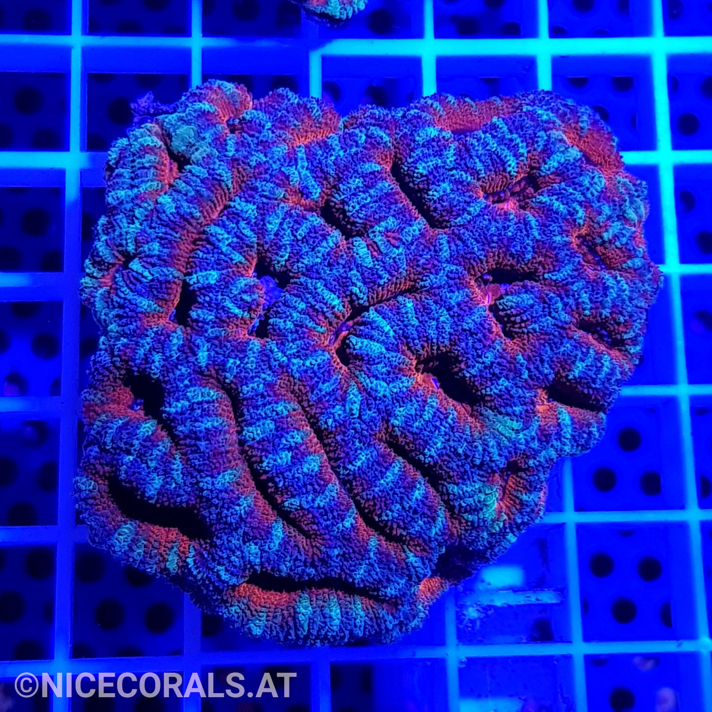 Acanthastrea