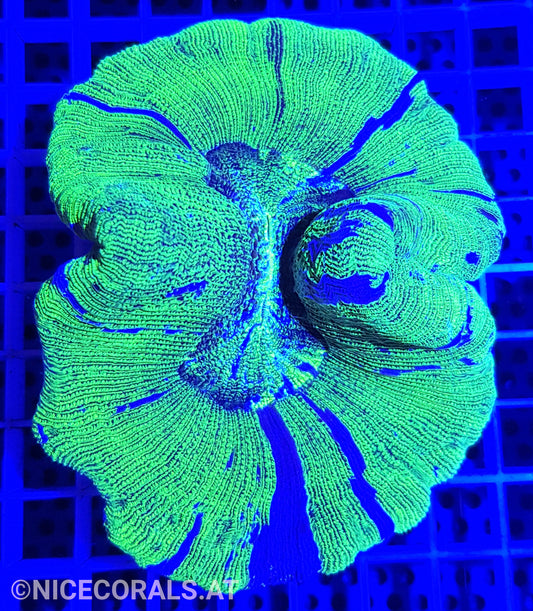 Trachyphyllia